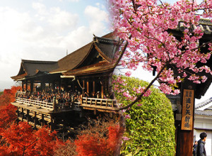 Red-autumn-leaves-and-sakura-Japan