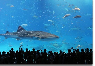 Churami-Aquarium_pic