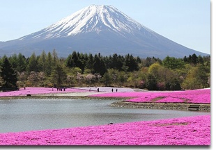 Fuji-shibazakura-festival