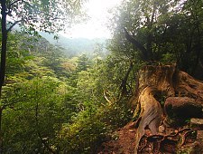 Unesco_yakushima