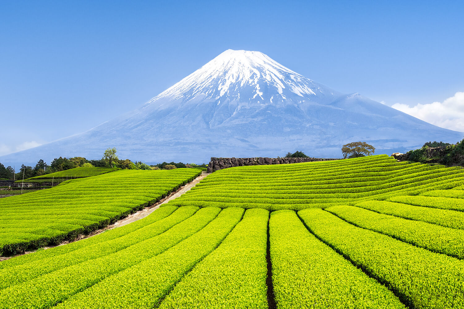 Tea Plantations in Shizuoka 