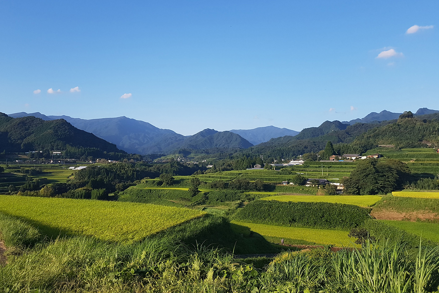 Takachiho_Rice_Farm