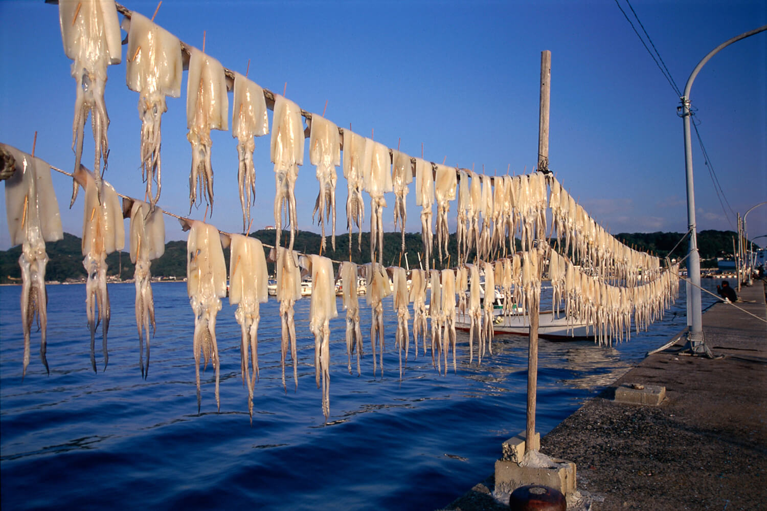 Karatsu-yobuko-squid_Saga