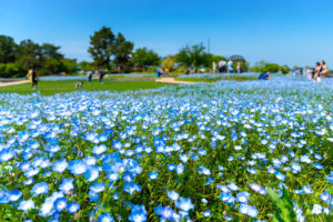 Uminonakamichi Seaside Park Fukuoka