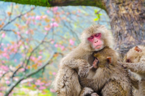 Takaskiyama_Monkey_Park