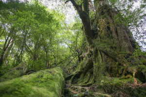 Yakushima_Island_Kagoshima