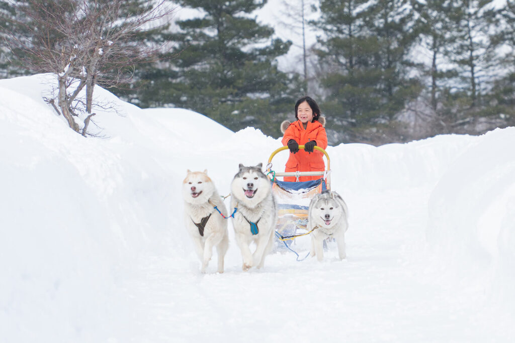 Hokkaido_Dog Sledding Adventures