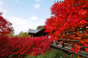 6 Temples in Kyoto with Beautiful Autumn Leaves and Less Tourists